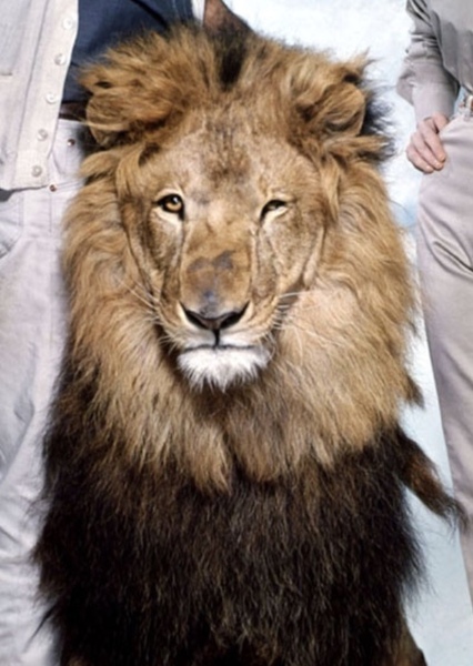 Zamba the Lion photo