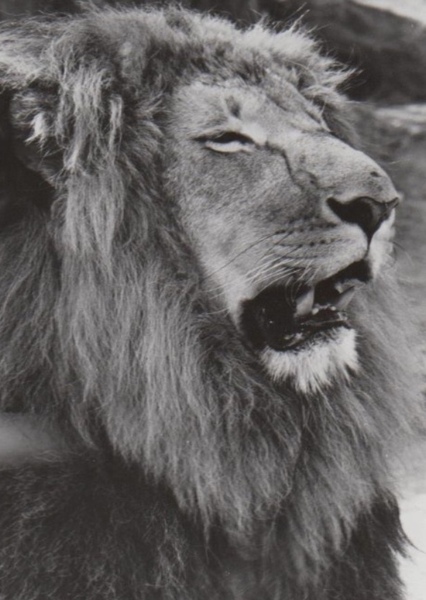 Zamba the Lion photo