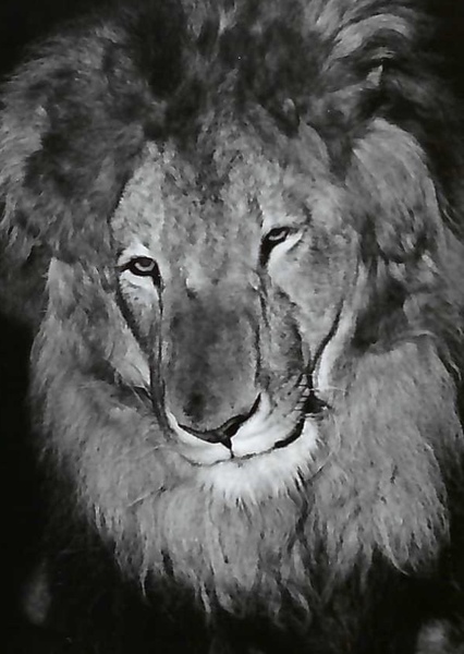 Zamba the Lion photo