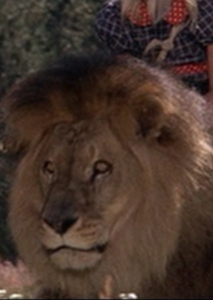 Zamba the Lion photo