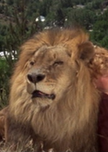 Zamba the Lion photo