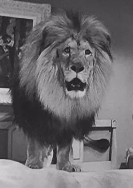 Zamba the Lion photo
