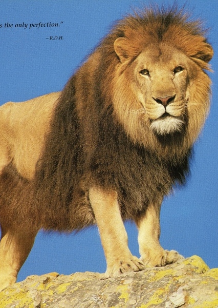 Zamba the Lion photo