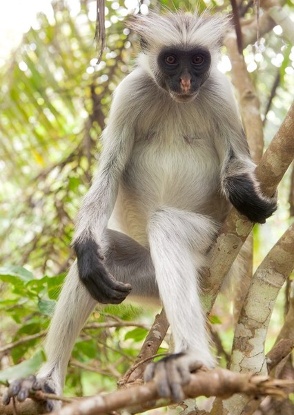 Zanzibar Red Colobus
