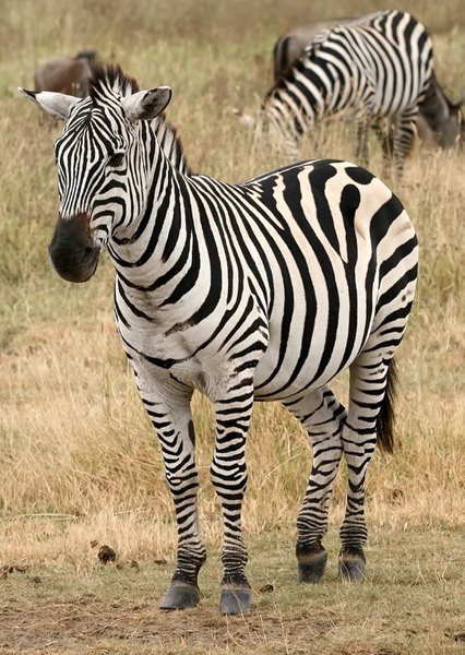 Zebra photo