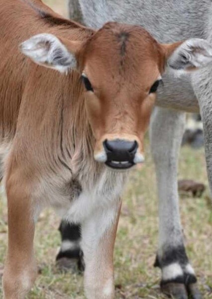 Zebu