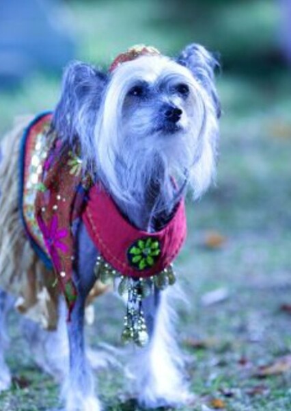 Zelda (Air buddies)