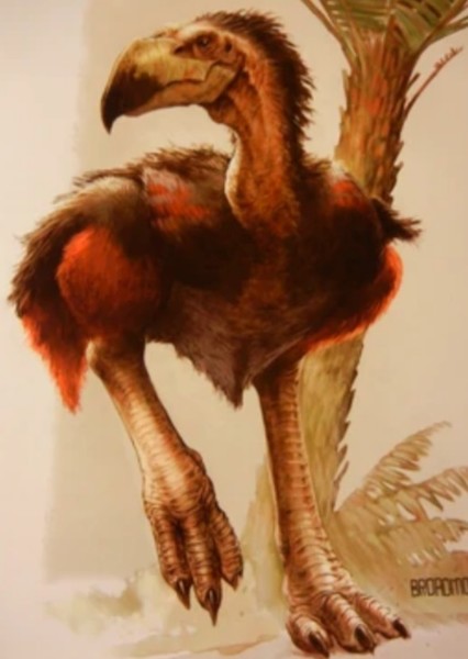 Zeropteryx photo