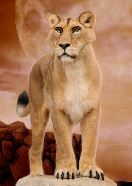 Zira photo