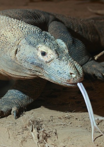 Komodo Dragon as Endangered Species Pack in Zoo Tycoon 2 Remake