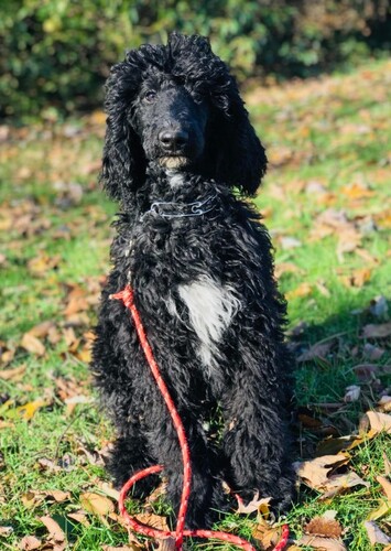 Alvern photo 1