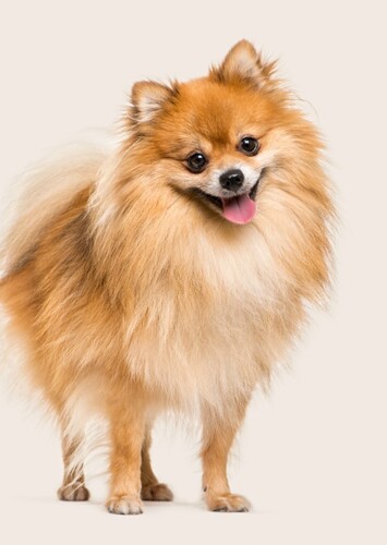 Isabella photo 6