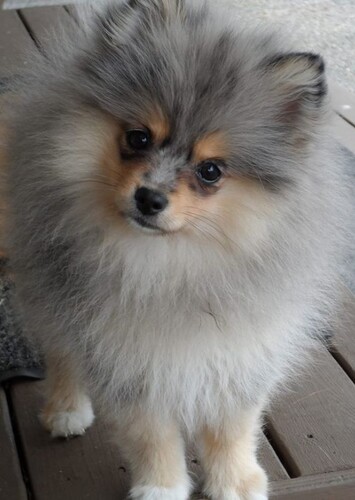Isabella photo 1