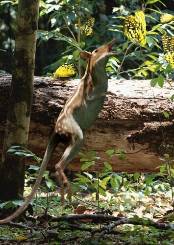 Leptictidium photo 1