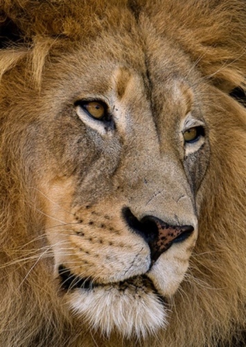 Lion photo 3