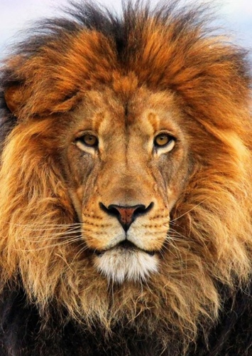 Lion photo 2