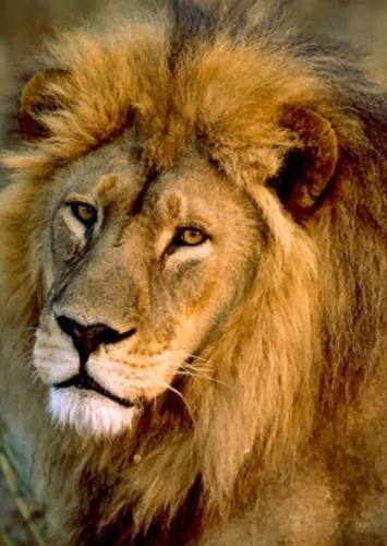Lion photo 1