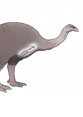 Little Bush Moa photo 1