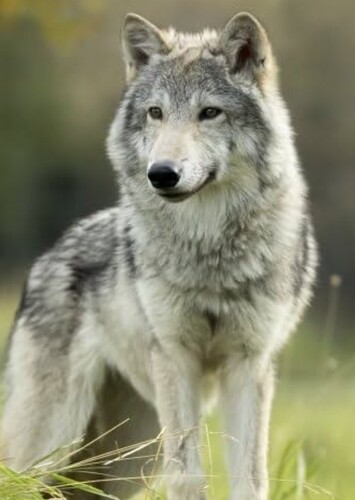 Mara photo 4
