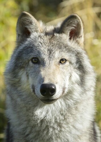 Mara photo 3