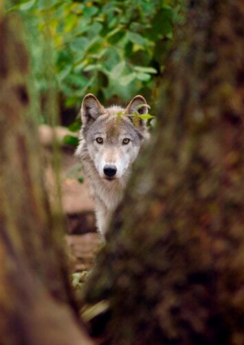 Mara photo 1