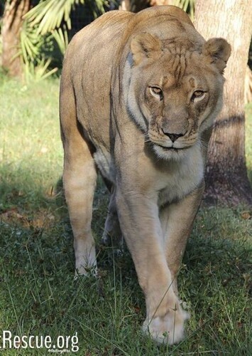 Nikita Lioness photo 1