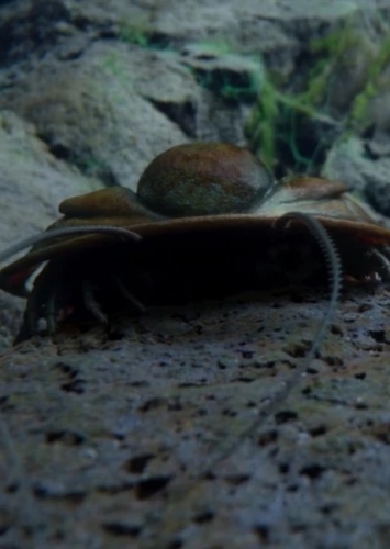 Trilobites photo 6