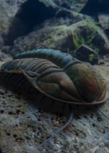Trilobites photo 5