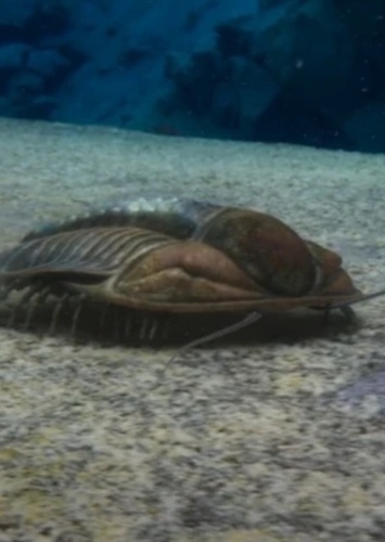 Trilobites photo 4