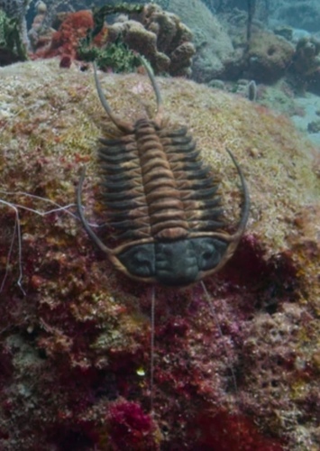 Trilobites photo 3