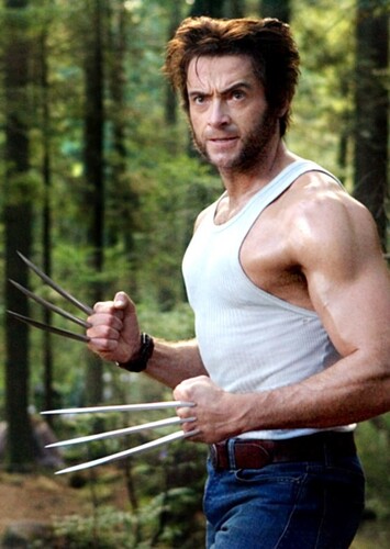 Wolverine photo 3