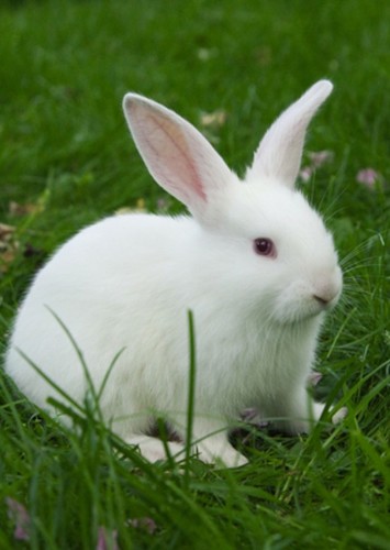White Rabbit