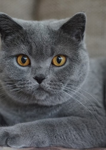 Grey Domestic Cat