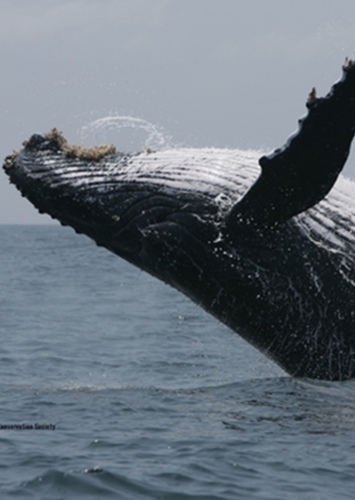 Whale