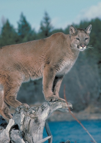 Mountain Lion
