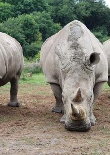 White Rhinoceros