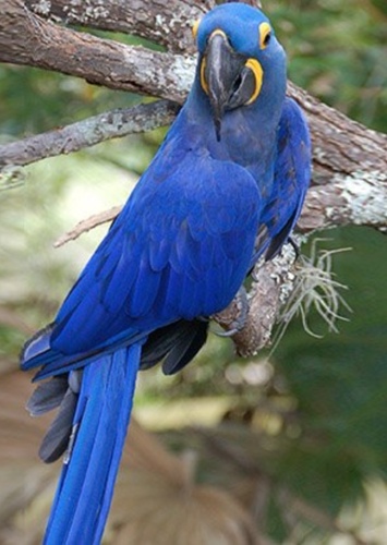 Macaw