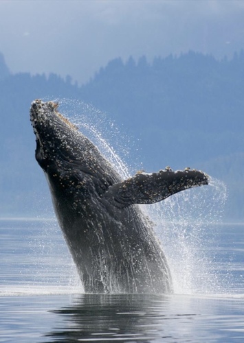 Whale