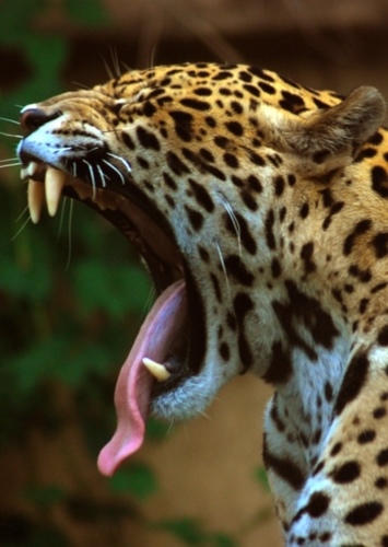 Jaguar