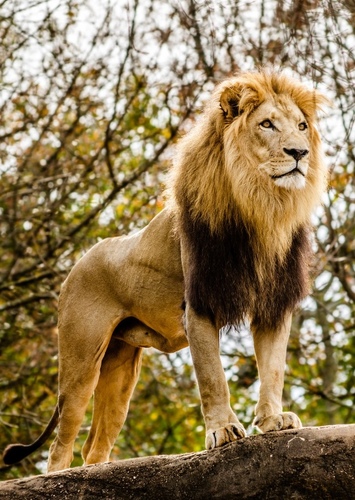 Lion