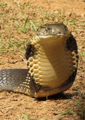 King Cobra