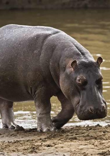 Hippo
