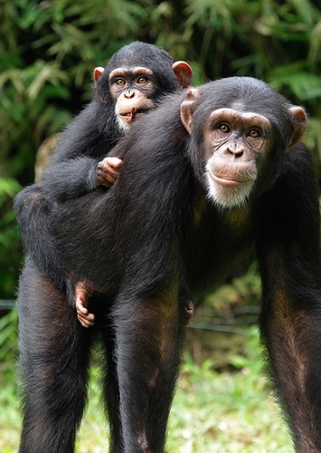 Chimpanzee