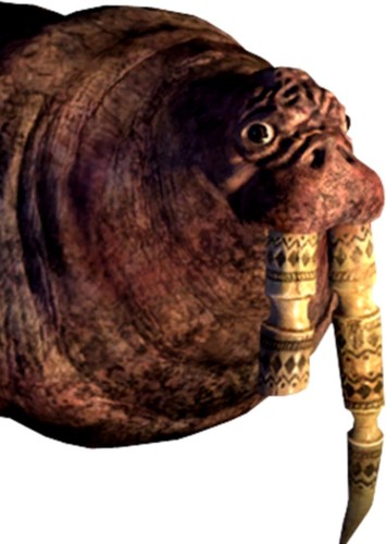 Walrus