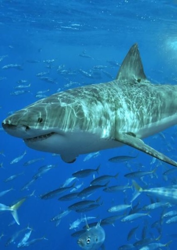 White Shark