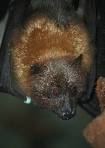 Flying Fox