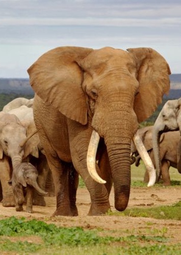 Elephant