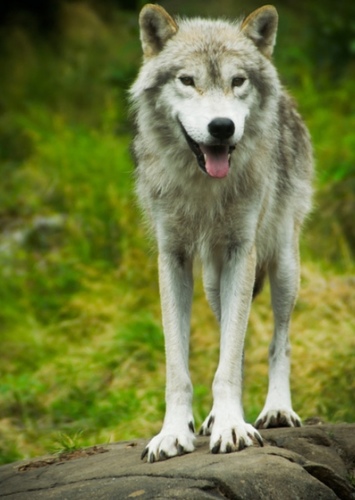 Wolf