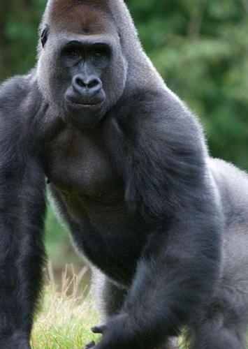 Gorilla