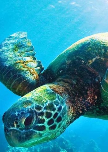 Sea Turtle